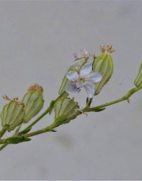 Fotografia 17 da espécie Silene colorata no Jardim Botânico UTAD