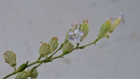 Fotografia da espécie Silene colorata