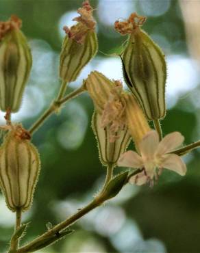 Fotografia 18 da espécie Silene colorata no Jardim Botânico UTAD