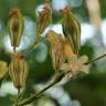 Fotografia 18 da espécie Silene colorata do Jardim Botânico UTAD