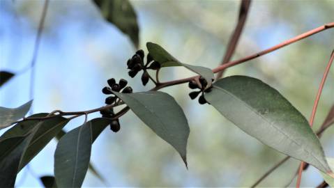 Fotografia da espécie Corymbia citriodora