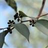 Fotografia 10 da espécie Corymbia citriodora do Jardim Botânico UTAD