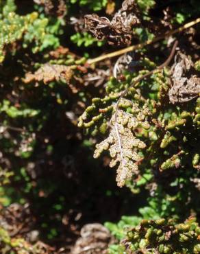 Fotografia 9 da espécie Cheilanthes hispanica no Jardim Botânico UTAD