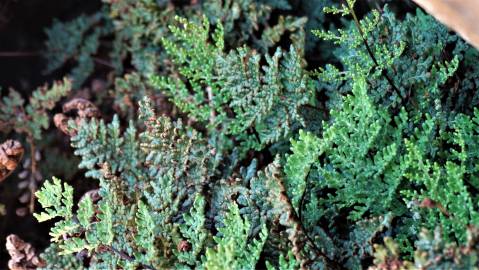 Fotografia da espécie Cheilanthes hispanica