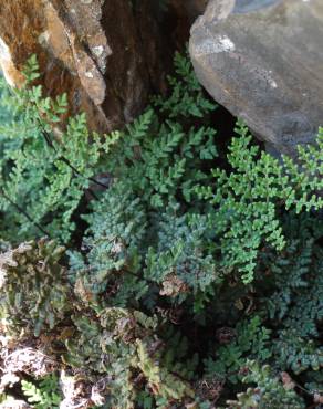 Fotografia 11 da espécie Cheilanthes hispanica no Jardim Botânico UTAD