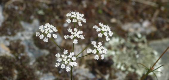 Fotografia da espécie Conopodium majus subesp. marizianum
