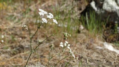 Fotografia da espécie Conopodium majus subesp. marizianum