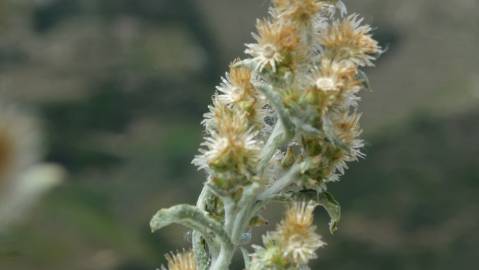 Fotografia da espécie Gamochaeta calviceps