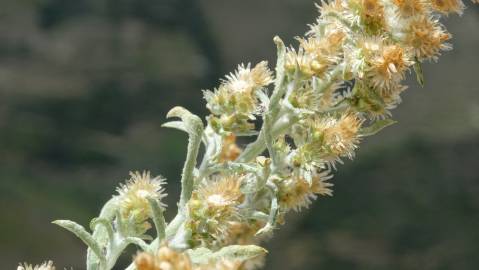 Fotografia da espécie Gamochaeta calviceps