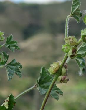 Fotografia 17 da espécie Malva parviflora no Jardim Botânico UTAD