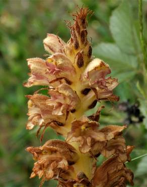 Fotografia 6 da espécie Orobanche rapum-genistae no Jardim Botânico UTAD