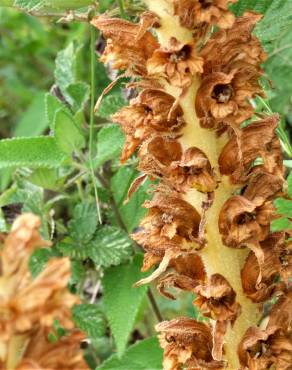 Fotografia 7 da espécie Orobanche rapum-genistae no Jardim Botânico UTAD