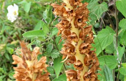 Fotografia da espécie Orobanche rapum-genistae