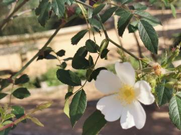 Fotografia da espécie Rosa gallica