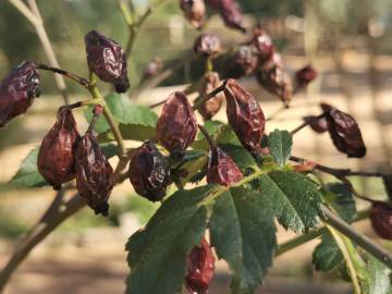 Fotografia da espécie Rosa gallica