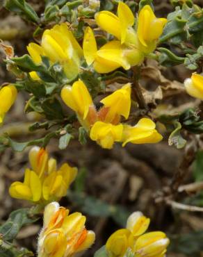 Fotografia 6 da espécie Pterospartum tridentatum subesp. lasianthum no Jardim Botânico UTAD