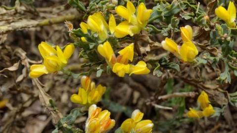 Fotografia da espécie Pterospartum tridentatum subesp. lasianthum
