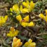 Fotografia 6 da espécie Pterospartum tridentatum subesp. lasianthum do Jardim Botânico UTAD