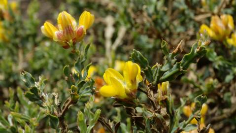 Fotografia da espécie Pterospartum tridentatum subesp. lasianthum