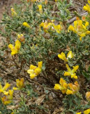 Fotografia 8 da espécie Pterospartum tridentatum subesp. lasianthum no Jardim Botânico UTAD