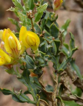 Fotografia 9 da espécie Pterospartum tridentatum subesp. lasianthum no Jardim Botânico UTAD