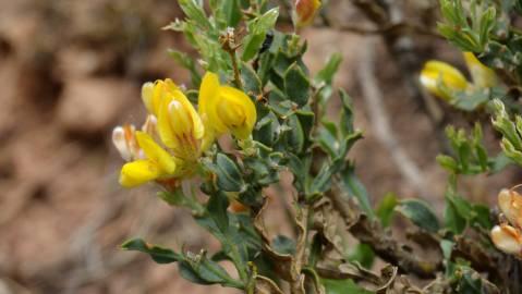 Fotografia da espécie Pterospartum tridentatum subesp. lasianthum