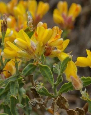 Fotografia 10 da espécie Pterospartum tridentatum subesp. lasianthum no Jardim Botânico UTAD