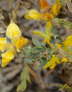 Fotografia 11 da espécie Pterospartum tridentatum subesp. lasianthum no Jardim Botânico UTAD