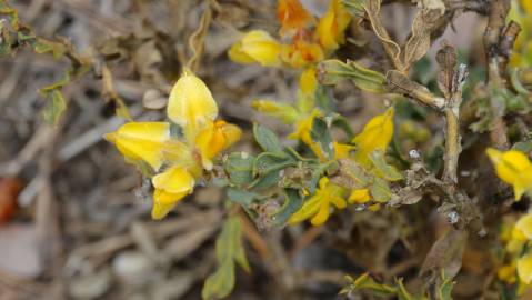 Fotografia da espécie Pterospartum tridentatum subesp. lasianthum