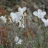 Fotografia 15 da espécie Linum suffruticosum do Jardim Botânico UTAD