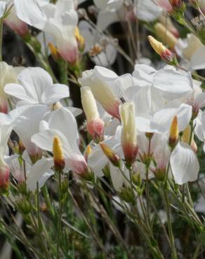 Fotografia 17 da espécie Linum suffruticosum no Jardim Botânico UTAD