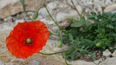 Fotografia da espécie Papaver dubium