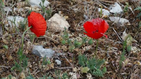 Fotografia da espécie Papaver dubium