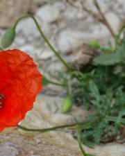 Fotografia da espécie Papaver pinnatifidum