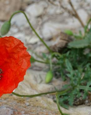 Fotografia 1 da espécie Papaver pinnatifidum no Jardim Botânico UTAD