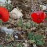 Fotografia 3 da espécie Papaver pinnatifidum do Jardim Botânico UTAD