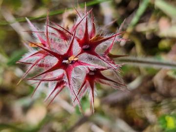 Fotografia da espécie Trifolium stellatum