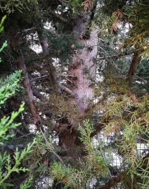 Fotografia 4 da espécie Cupressus lusitanica no Jardim Botânico UTAD