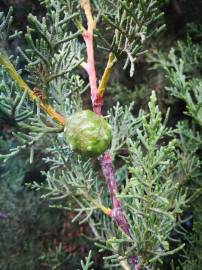 Fotografia da espécie Cupressus lusitanica