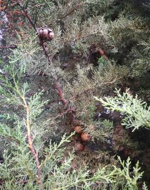 Fotografia 6 da espécie Cupressus lusitanica no Jardim Botânico UTAD