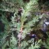 Fotografia 7 da espécie Cupressus lusitanica do Jardim Botânico UTAD
