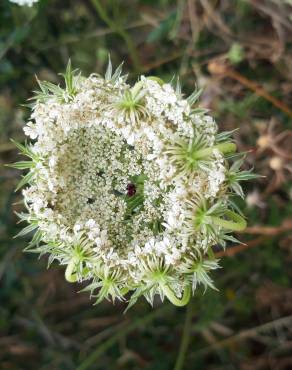 Fotografia 17 da espécie Daucus carota subesp. carota no Jardim Botânico UTAD