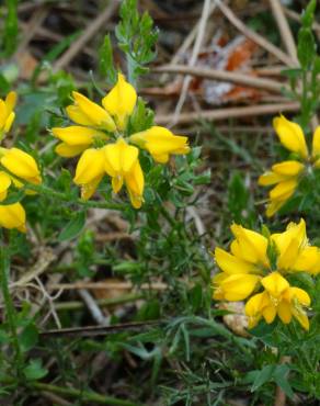 Fotografia 6 da espécie Genista hispanica subesp. hispanica no Jardim Botânico UTAD