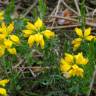 Fotografia 6 da espécie Genista hispanica subesp. hispanica do Jardim Botânico UTAD