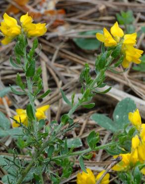 Fotografia 7 da espécie Genista hispanica subesp. hispanica no Jardim Botânico UTAD