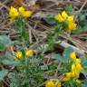 Fotografia 7 da espécie Genista hispanica subesp. hispanica do Jardim Botânico UTAD