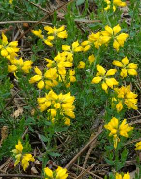 Fotografia 8 da espécie Genista hispanica subesp. hispanica no Jardim Botânico UTAD