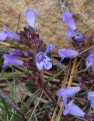 Clinopodium menthifolium subesp. menthifolium