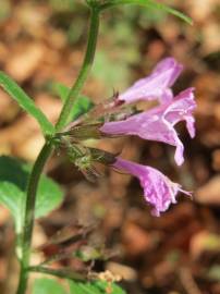Fotografia da espécie Clinopodium menthifolium subesp. menthifolium