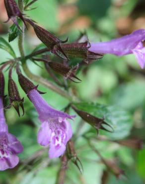 Fotografia 8 da espécie Clinopodium menthifolium subesp. menthifolium no Jardim Botânico UTAD